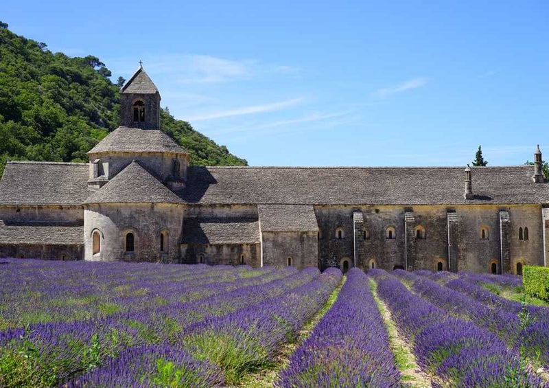 65279 Natur - Lavendel