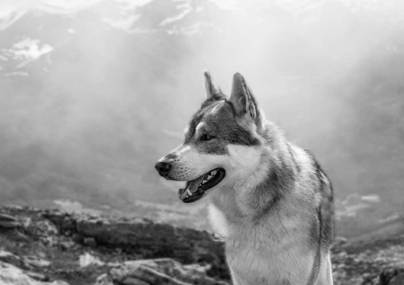 66357 Tierwelt - Husky Puzzle