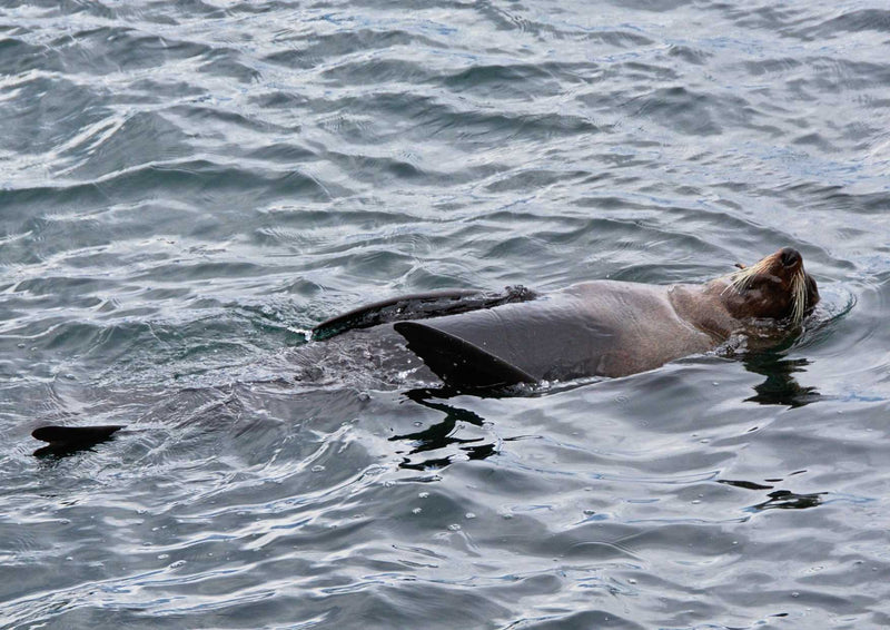 89963 Tierwelt - Seelöwe