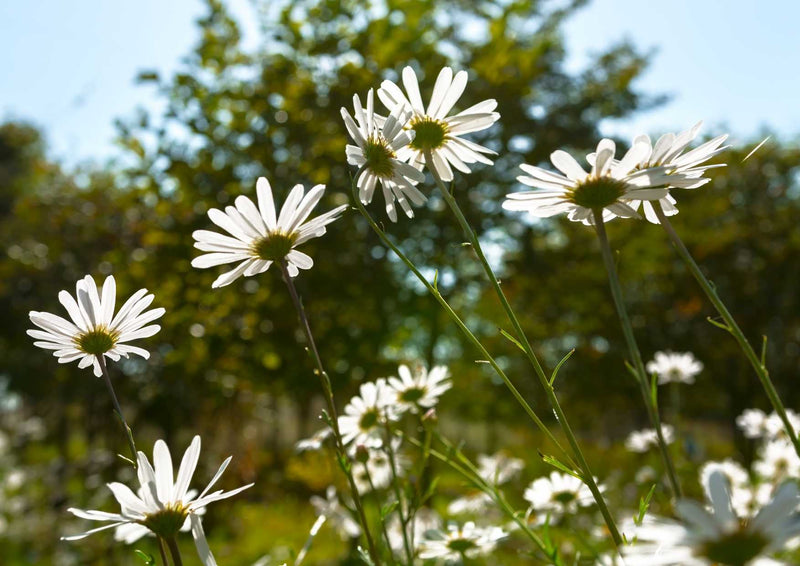 91731 Natur - Gänseblümchen