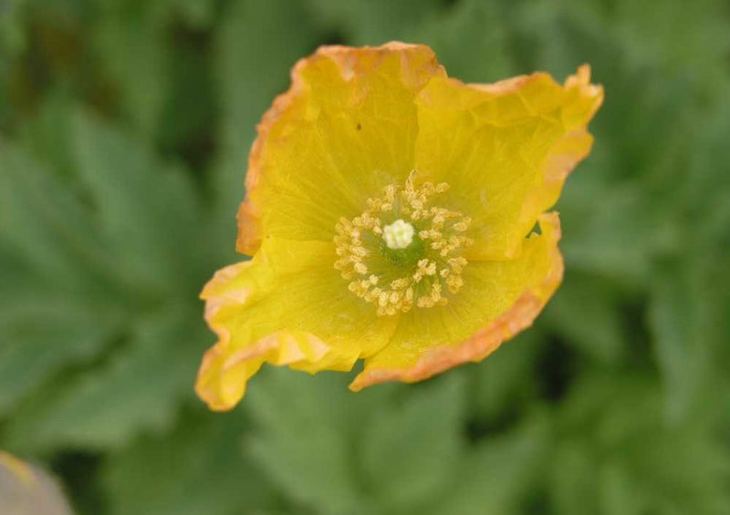 63087 Natur - Blume Puzzle