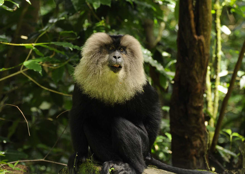 91727 Tierwelt - Affe