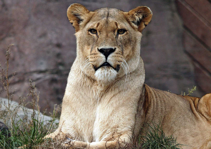 92151 Tierwelt - Löwin