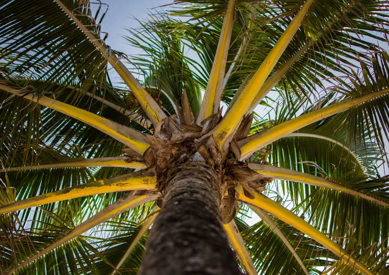 90206 Natur - Palme