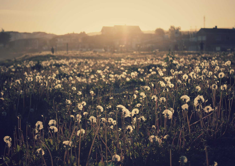 89940 Natur - Blumenwiese