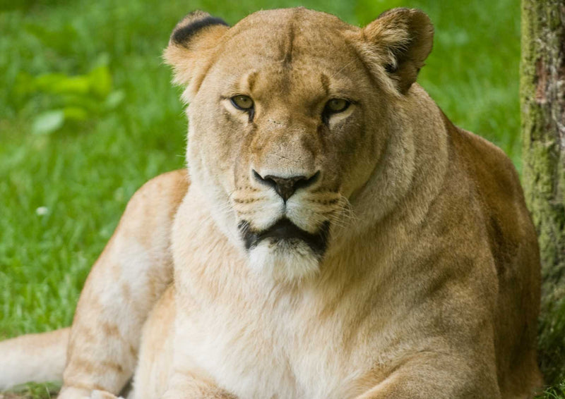 90096 Tierwelt - Löwin