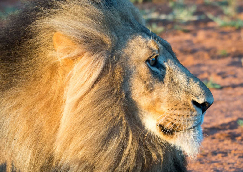 91504 Tierwelt - Löwe