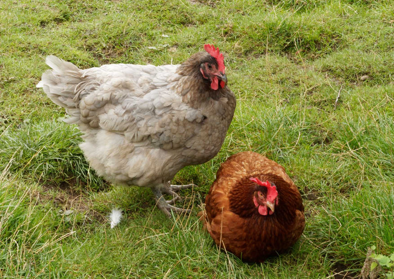 90594 Tierwelt - Hühner