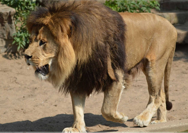 90131 Tierwelt - Löwe