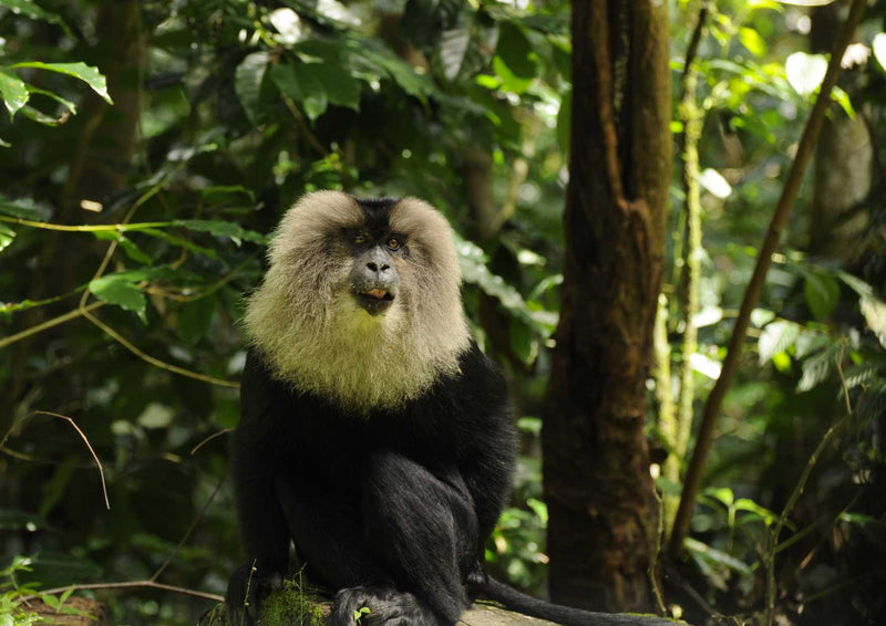 90042 Tierwelt - Affe