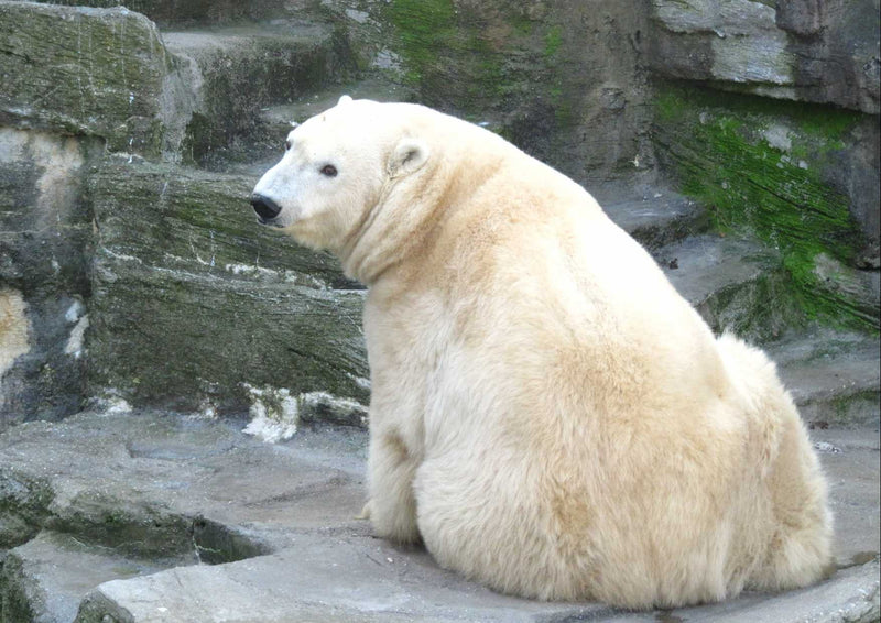 94136 Tierwelt - Eisbär