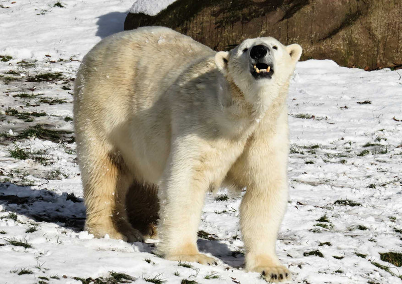 94160 Tierwelt - Eisbär