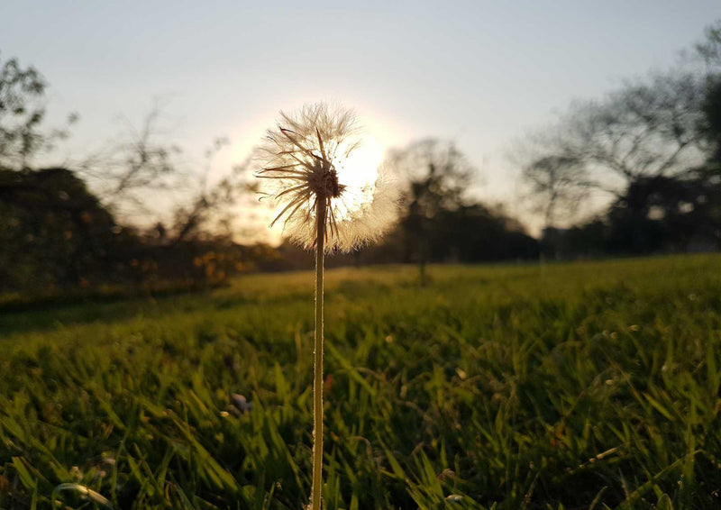 89960 Natur - Pusteblume