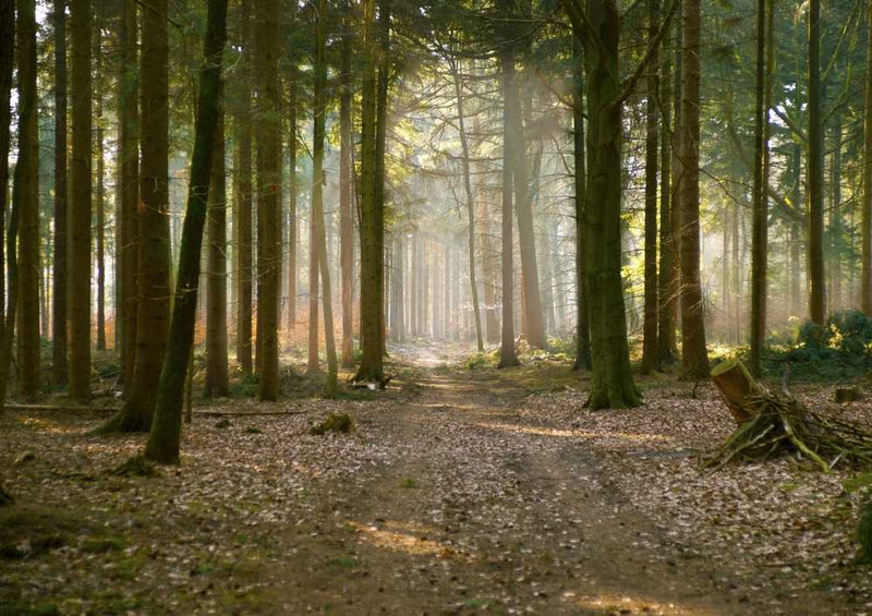 48868 Natur - Wald Puzzle
