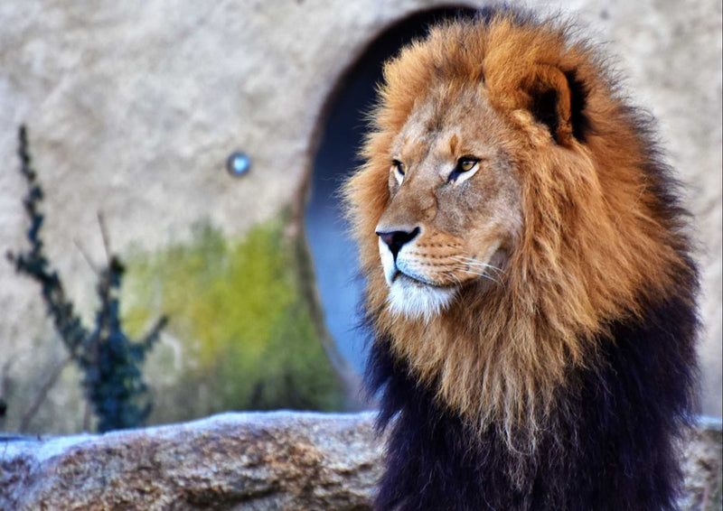 91434 Tierwelt - Löwe