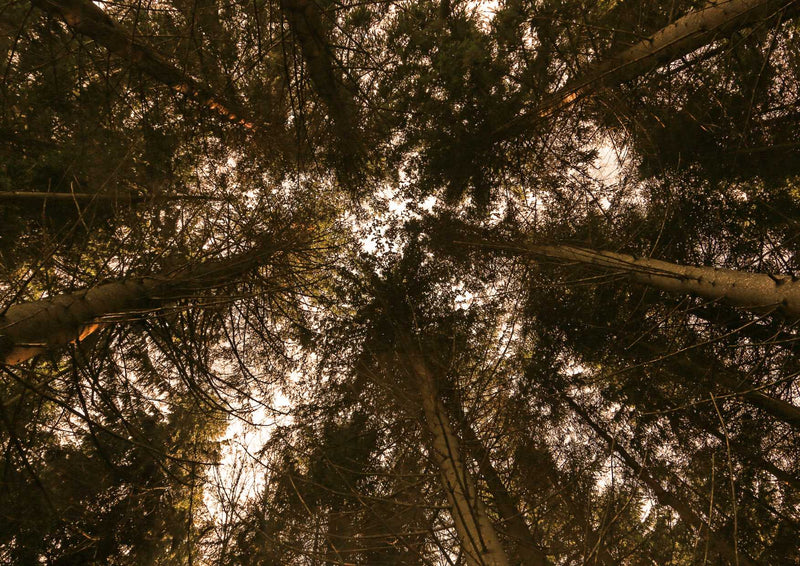 91687 Natur - Wald