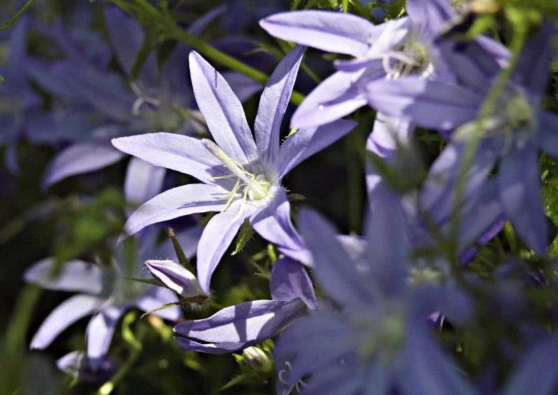 91655 Natur - Glockenblume