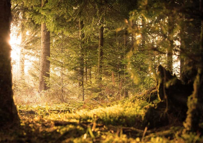 49595 Natur - Wald Puzzle