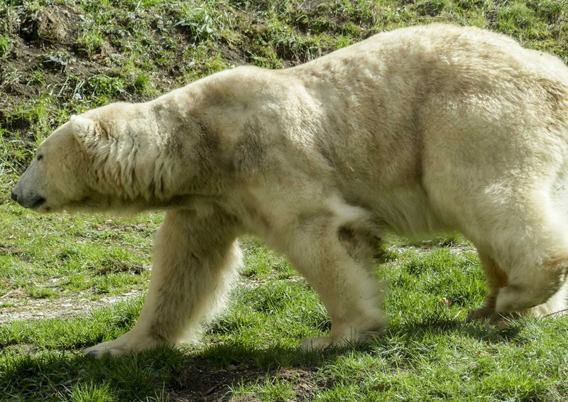 94053 Tierwelt - Eisbär