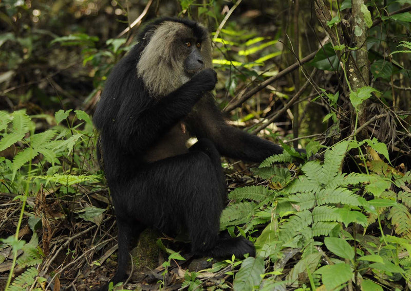 91646 Tierwelt - Affe