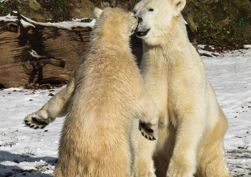 94154 Tierwelt - Eisbären
