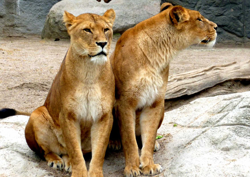 90528 Tierwelt - Löwen