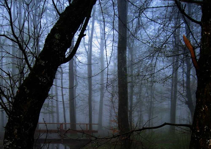 46779 Natur - Wald Puzzle