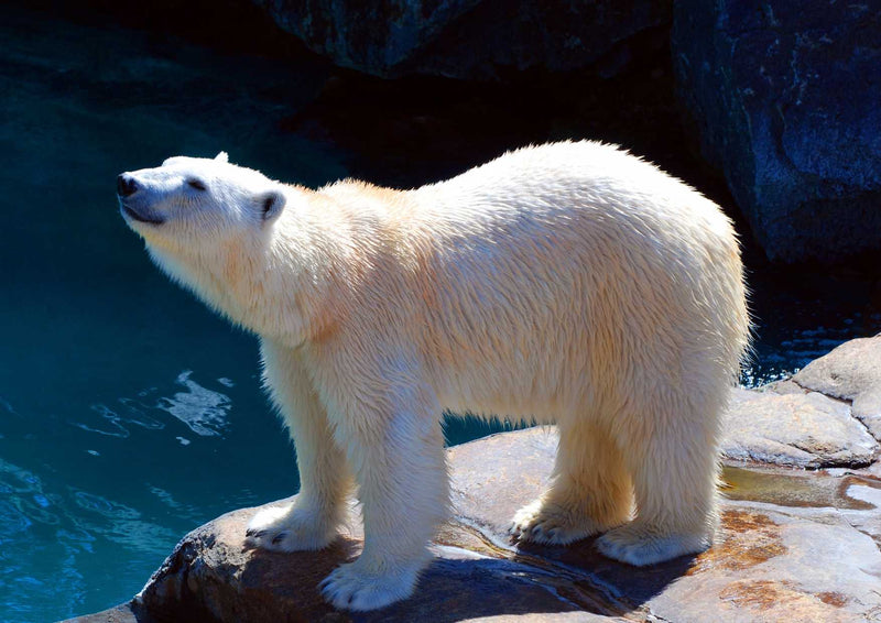 93709 Tierwelt - Eisbär