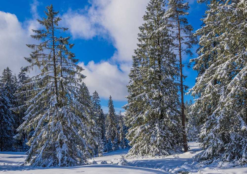 49620 Natur - Tannen Puzzle