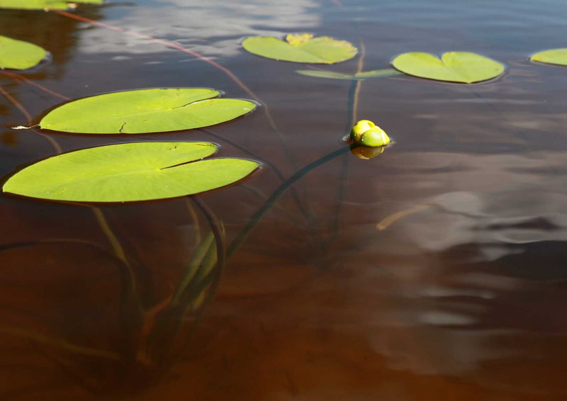 89971 Natur - Teich