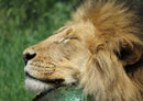 90951 Tierwelt - Schlafender Löwe