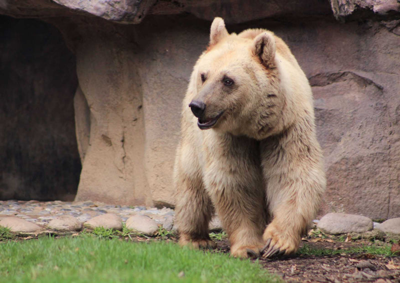 94089 Tierwelt - Bär