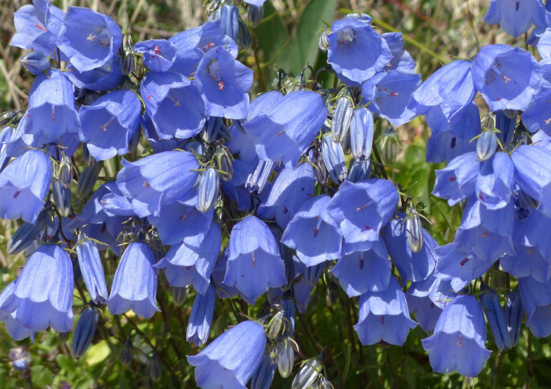 91624 Natur - Zwerg Glockenblume