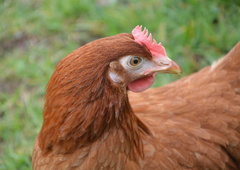 93695 Tierwelt - Henne