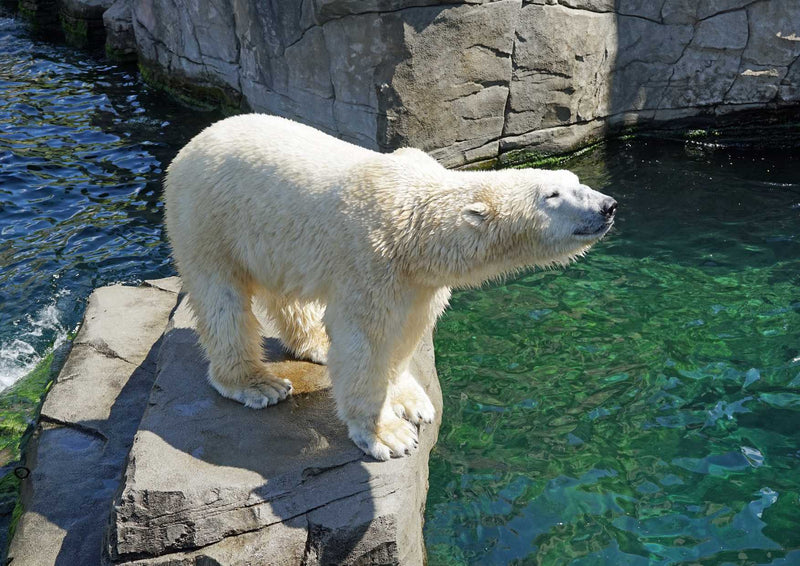 94167 Tierwelt - Eisbär auf Fels