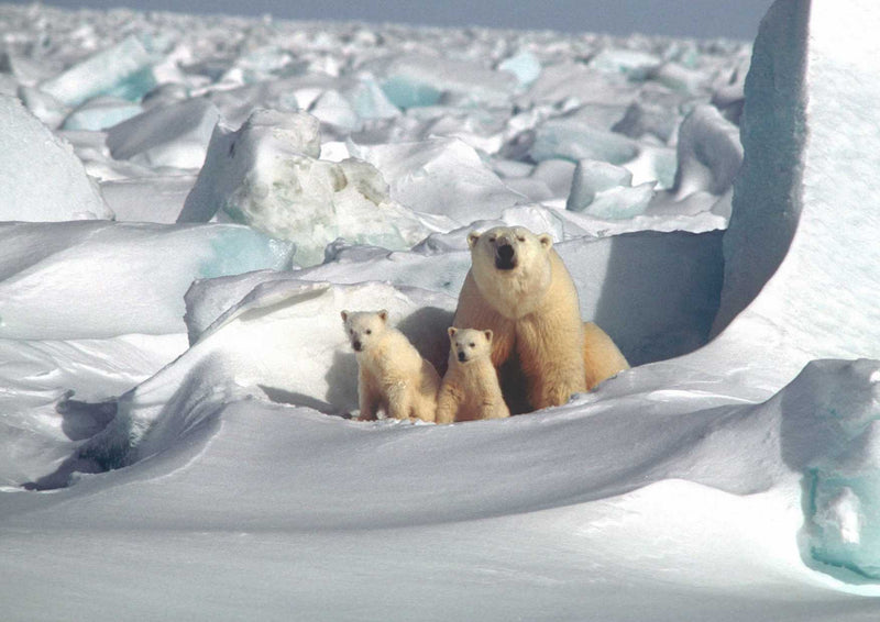 93862 Tierwelt - Eisbärenfamilie
