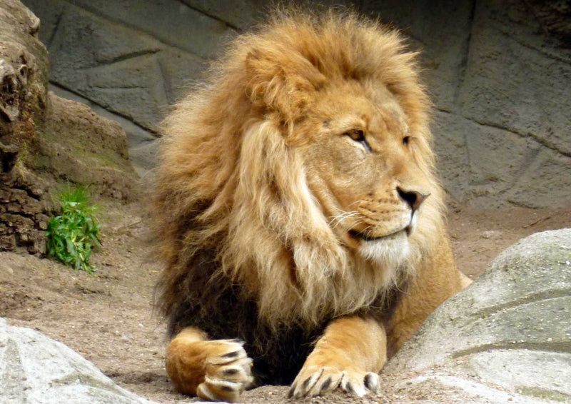 91501 Tierwelt - Löwe