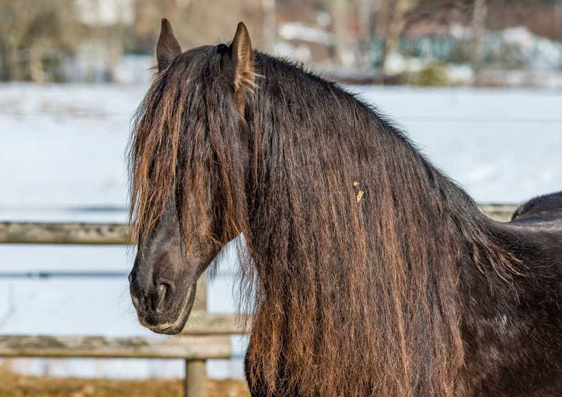 47946 Tierwelt - Pferd Puzzle