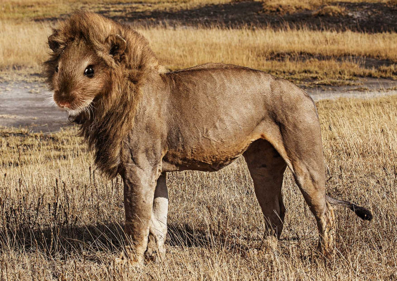91036 Tierwelt - Löwenmaus