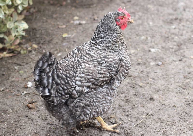 91701 Tierwelt - Huhn