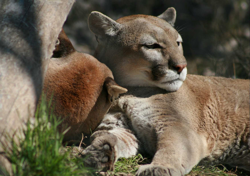 94083 Tierwelt - Löwenbaby