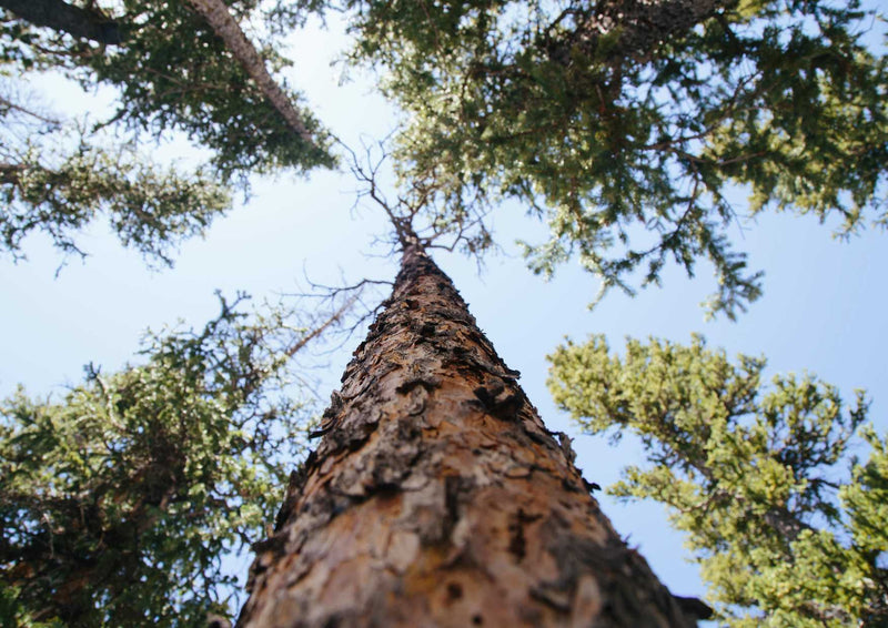 90045 Natur - Baum