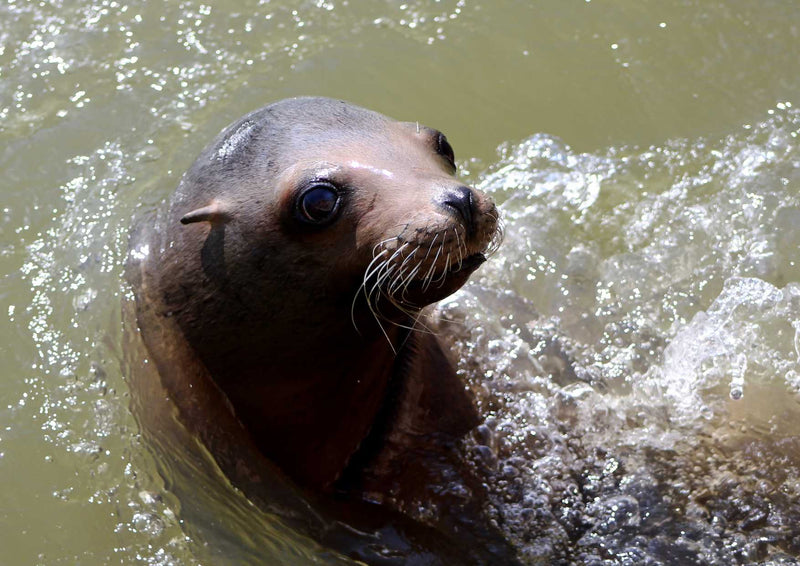 90262 Tierwelt - Seelöwe