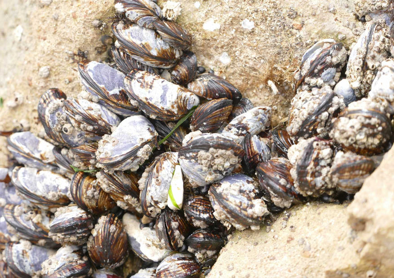 91761 Tierwelt - Venusmuscheln