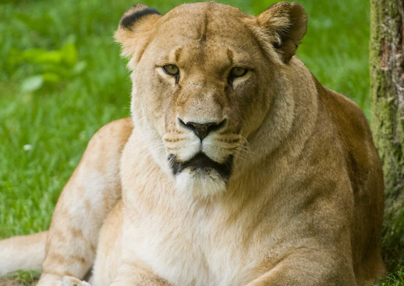 91829 Tierwelt - Löwe