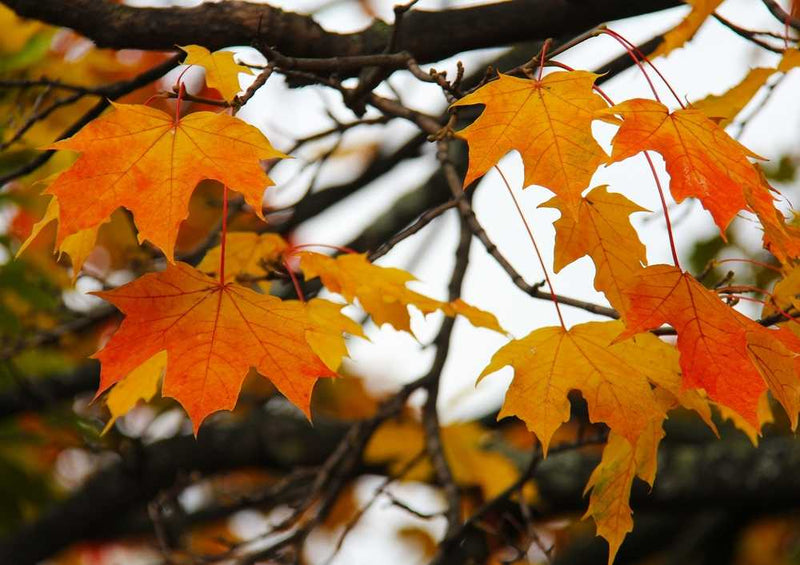 50613 Natur - Herbst Puzzle