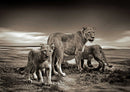 89933 Hintergründe - Löwen