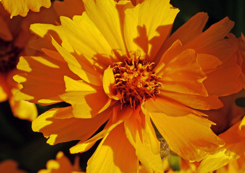 91666 Natur - Sommerblume