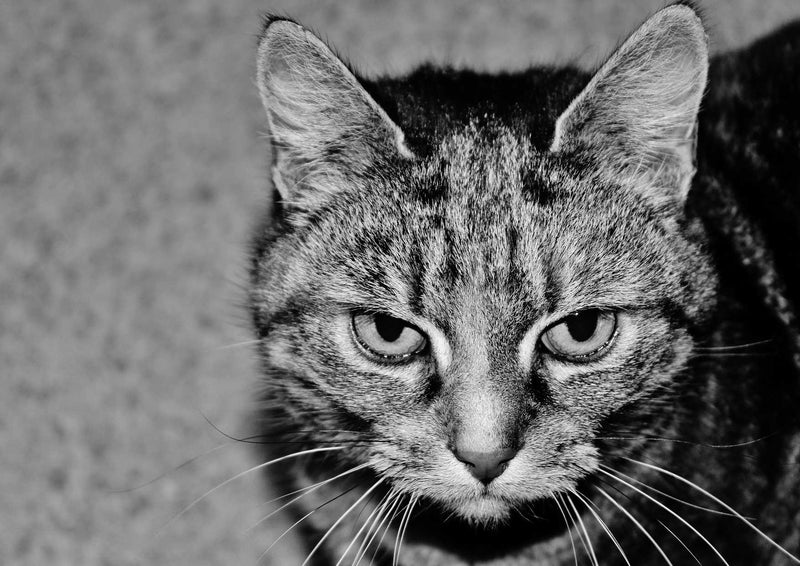 90352 Tierwelt - Katze