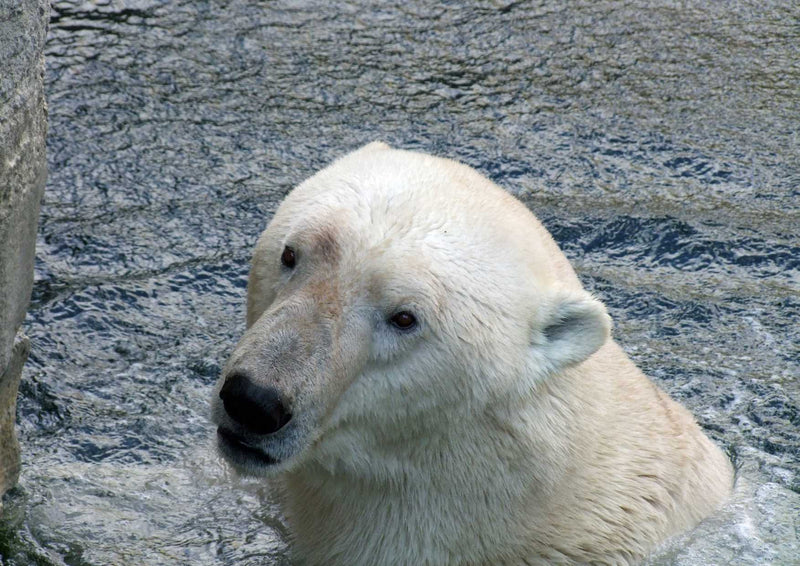 94041 Tierwelt - Eisbär
